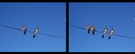 Através da ferramenta "carimbo" foram acrescentados mais dois pombos à imagem original